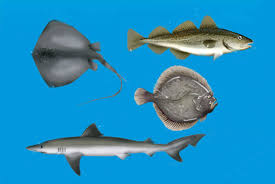Sea Fish